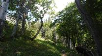 Anstieg im Wald
