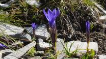 Blumen