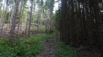 Aufwärts im Wald