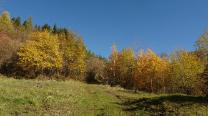 Wald und Wiesen