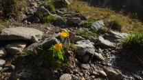 Blumen