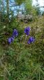 Blumen