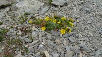 Die letzten Blumen