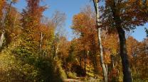 Im Wald aufwärts