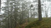 Am Stadelbergkamm aufwärts