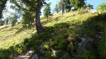 Steilerer Pfad