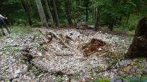 Hier war mal ein Baum