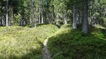 Schöner Waldpfad bergan