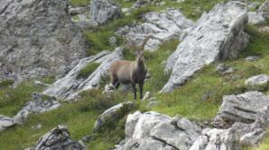 Hallo Steinbock!