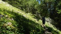 Querung im Wald retour