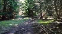 Wieder im Wald hinauf