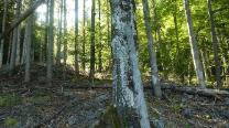 Im Wald den roten Punkt nach