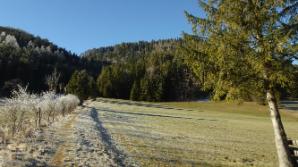 Über die Wiese in den Wald