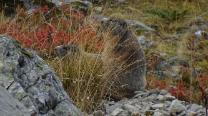 Murmeltiere