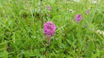 Wiesenblumen