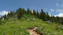 Über Blumenwiesen Richtung Wald