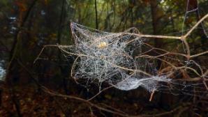 Netze im Wald