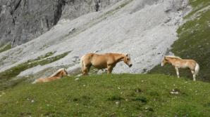 Mehr Haflinger