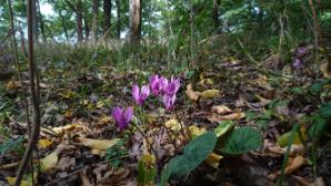 Blumen am Weg