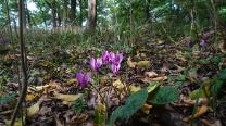 Blumen am Weg