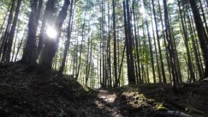 Wald und Sonne