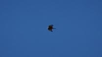 Bussard