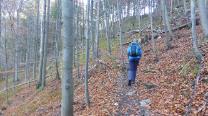 Im Wald dahin