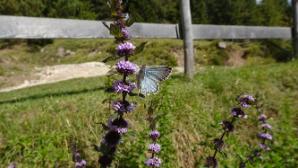 Schmetterling