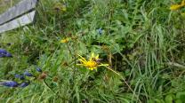 Blumenpfad