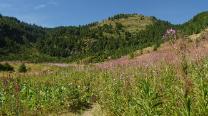 Blumenwiese