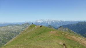 Die Schafe haben ein neues Opfer gefunden. Blick zum Dachstein.