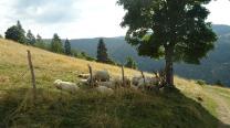 Schafe am Weg