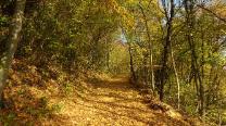 Im Wald aufwärts